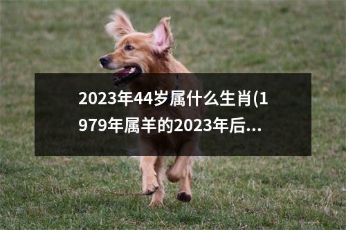 2023年44岁属什么生肖(1979年属羊的2023年后的大运)