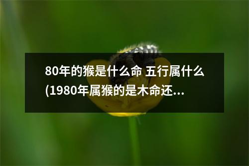 80年的猴是什么命 五行属什么(1980年属猴的是木命还是金命)