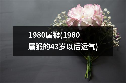 1980属猴(1980属猴的43岁以后运气)