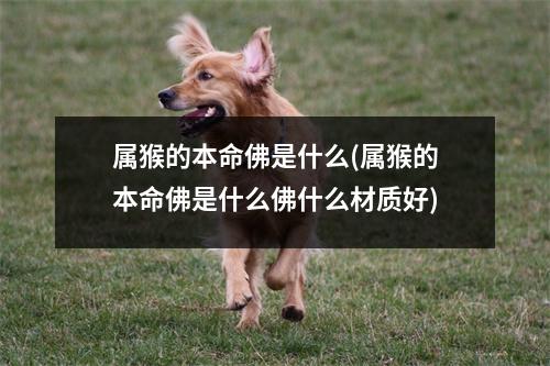 属猴的本命佛是什么(属猴的本命佛是什么佛什么材质好)