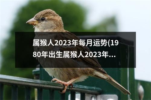 属猴人2023年每月运势(1980年出生属猴人2023年每月运势)