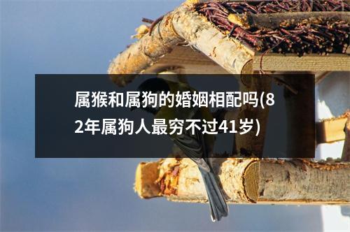 属猴和属狗的婚姻相配吗(82年属狗人穷不过41岁)