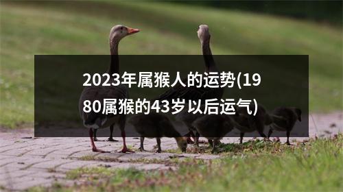 2023年属猴人的运势(1980属猴的43岁以后运气)