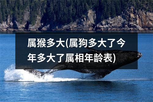 属猴多大(属狗多大了今年多大了属相年龄表)