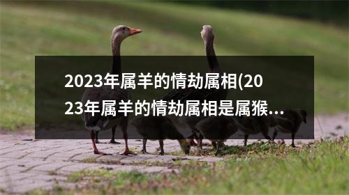 2023年属羊的情劫属相(2023年属羊的情劫属相是属猴的吗)