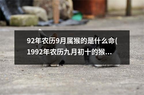 92年农历9月属猴的是什么命(1992年农历九月初十的猴命运)