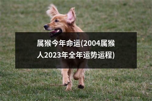 属猴今年命运(2004属猴人2023年全年运势运程)