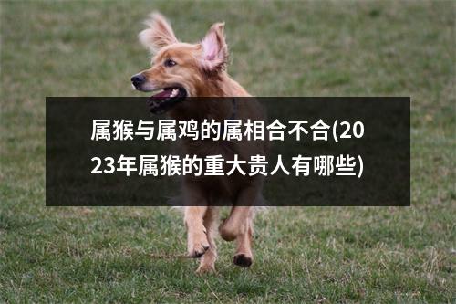 属猴与属鸡的属相合不合(2023年属猴的重大贵人有哪些)