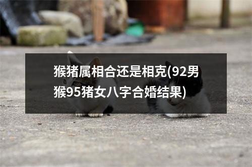 猴猪属相合还是相克(92男猴95猪女八字合婚结果)