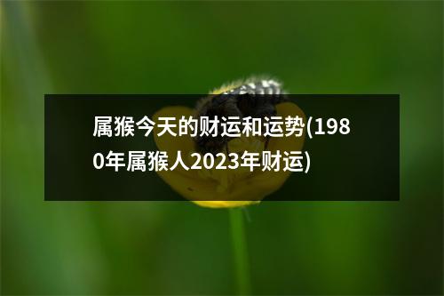 属猴今天的财运和运势(1980年属猴人2023年财运)