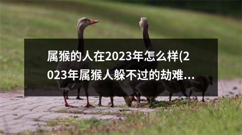 属猴的人在2023年怎么样(2023年属猴人躲不过的劫难)