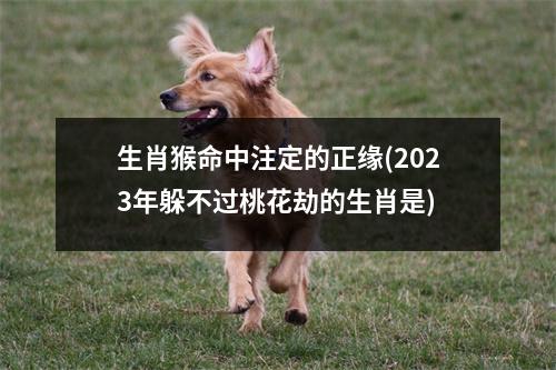 生肖猴命中注定的正缘(2023年躲不过桃花劫的生肖是)