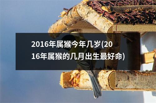 2016年属猴今年几岁(2016年属猴的几月出生好命)