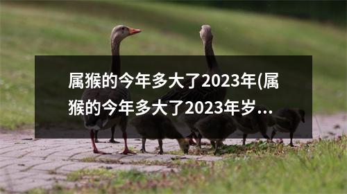 属猴的今年多大了2023年(属猴的今年多大了2023年岁数表)