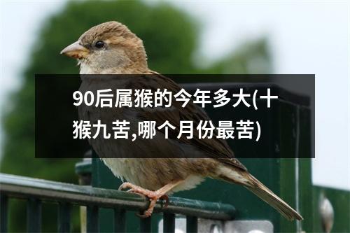 90后属猴的今年多大(十猴九苦,哪个月份苦)