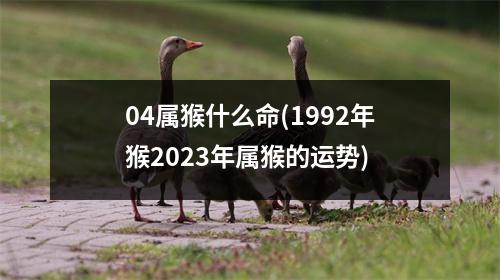 04属猴什么命(1992年猴2023年属猴的运势)