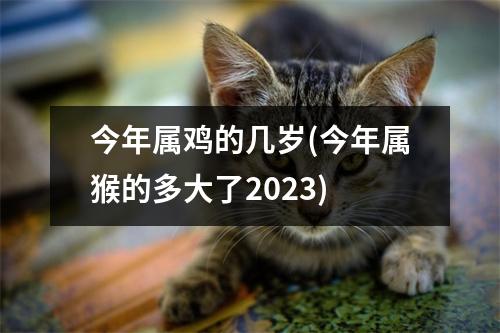 今年属鸡的几岁(今年属猴的多大了2023)