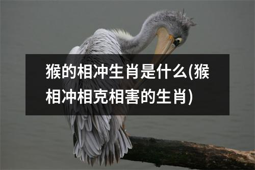 猴的相冲生肖是什么(猴相冲相克相害的生肖)