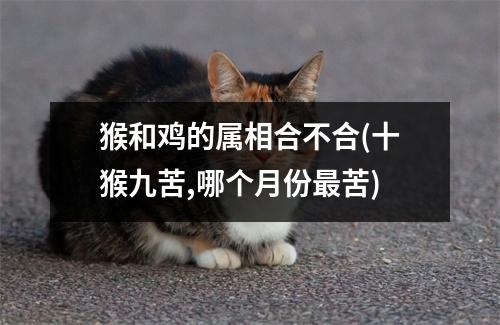 猴和鸡的属相合不合(十猴九苦,哪个月份苦)