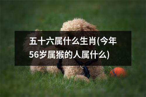 五十六属什么生肖(今年56岁属猴的人属什么)