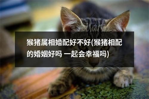 猴猪属相婚配好不好(猴猪相配的婚姻好吗 一起会幸福吗)