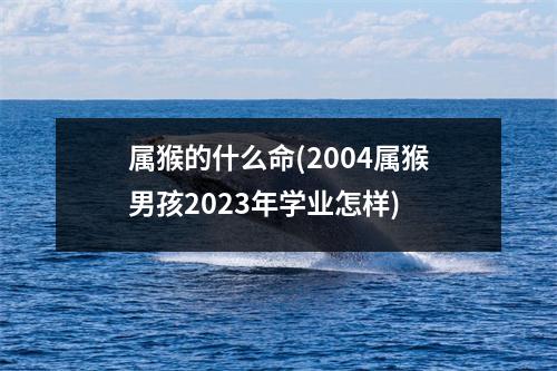 属猴的什么命(2004属猴男孩2023年学业怎样)