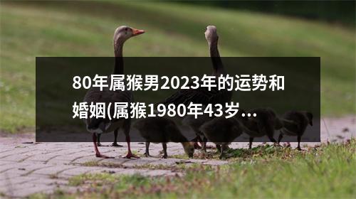 80年属猴男2023年的运势和婚姻(属猴1980年43岁情劫)