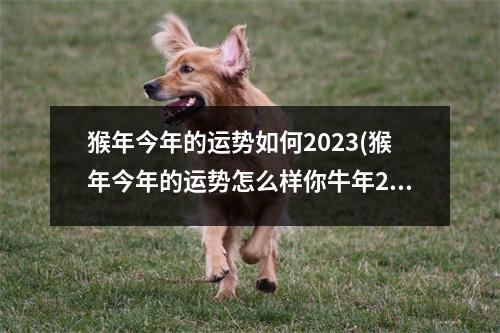 猴年今年的运势如何2023(猴年今年的运势怎么样你牛年2021)