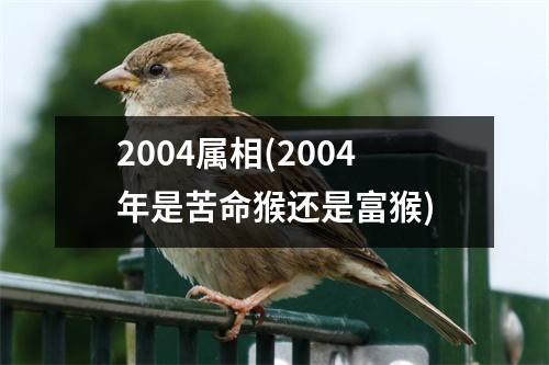 2004属相(2004年是苦命猴还是富猴)