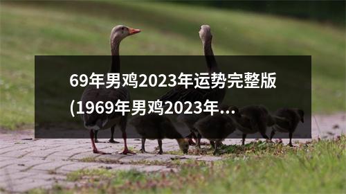 69年男鸡2023年运势完整版(1969年男鸡2023年每月运势)