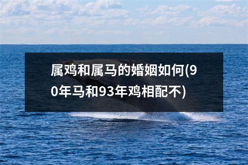 属鸡和属马的婚姻如何(90年马和93年鸡相配不)