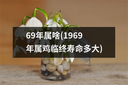 69年属啥(1969年属鸡临终寿命多大)