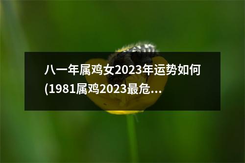 八一年属鸡女2023年运势如何(1981属鸡2023危险的一个月)