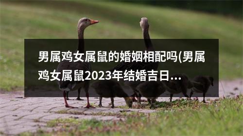 男属鸡女属鼠的婚姻相配吗(男属鸡女属鼠2023年结婚吉日)