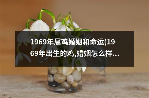 1969年属鸡婚姻和命运(1969年出生的鸡,婚姻怎么样好不好)