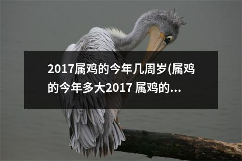 2017属鸡的今年几周岁(属鸡的今年多大2017 属鸡的今年几岁了)