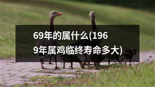 69年的属什么(1969年属鸡临终寿命多大)