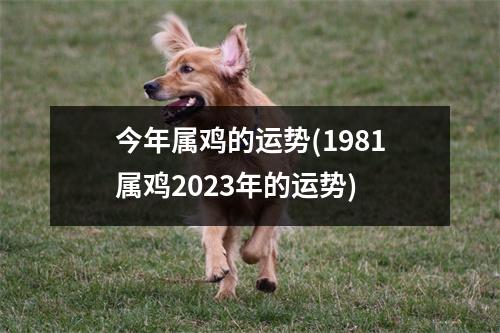 今年属鸡的运势(1981属鸡2023年的运势)