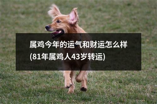 属鸡今年的运气和财运怎么样(81年属鸡人43岁转运)