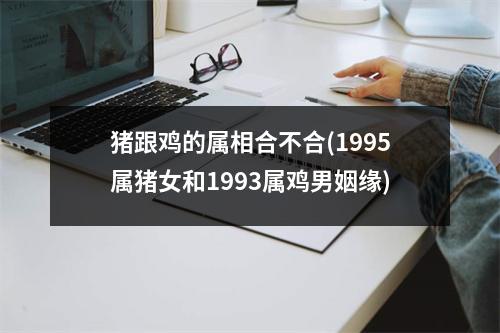 猪跟鸡的属相合不合(1995属猪女和1993属鸡男姻缘)