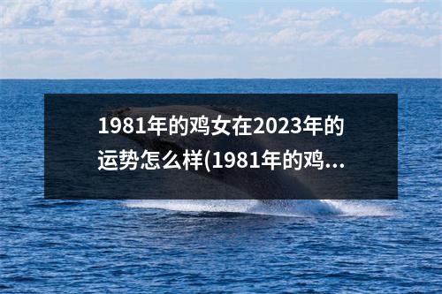 1981年的鸡女在2023年的运势怎么样(1981年的鸡女在2023年的运势怎么样美国神婆)