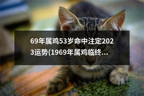 69年属鸡53岁命中注定2023运势(1969年属鸡临终寿命多大)