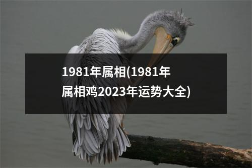 1981年属相(1981年属相鸡2023年运势大全)