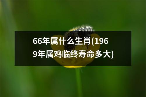 66年属什么生肖(1969年属鸡临终寿命多大)