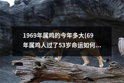 1969年属鸡的今年多大(69年属鸡人过了53岁命运如何)