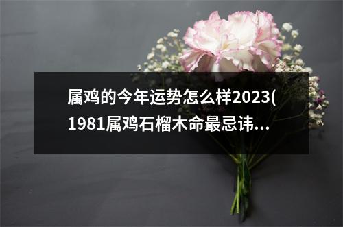 属鸡的今年运势怎么样2023(1981属鸡石榴木命忌讳什么)