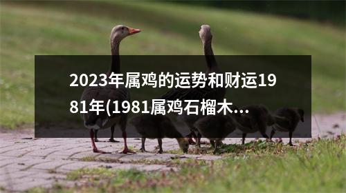 2023年属鸡的运势和财运1981年(1981属鸡石榴木命忌讳什么)