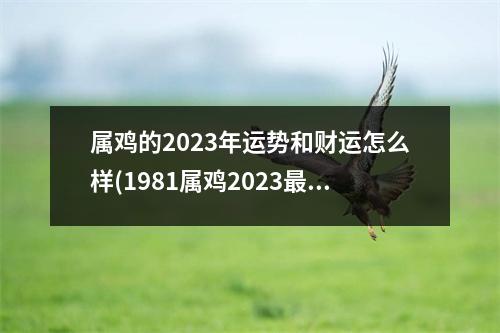 属鸡的2023年运势和财运怎么样(1981属鸡2023危险的一个月)