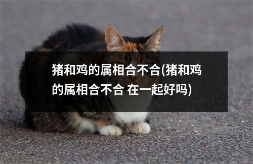 猪和鸡的属相合不合(猪和鸡的属相合不合 在一起好吗)