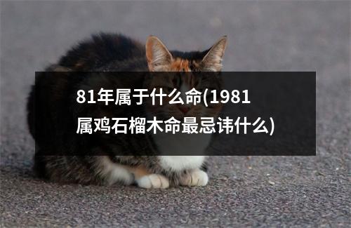 81年属于什么命(1981属鸡石榴木命忌讳什么)